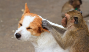 【主题单词】Like dogs and monkeys?超过 20 种动物、45 句动物英语谚语大全 【主题单词】Like dogs and monkeys?超过 20 种动物、45 句动物英语谚语大全